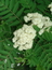 Sambucus nigra (B�tter und Bl�ten), Schwarzer Holunder, F�rbepflanze, F�rberpflanze, Pflanzenfarben,  f�rben, Klostergarten Seligenstadt